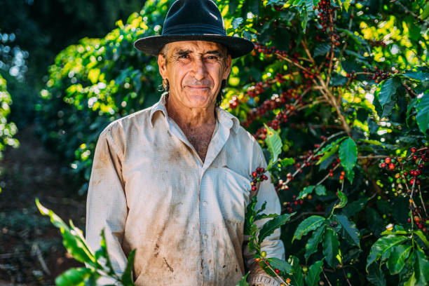 istock Latin man picking coffee beans on a sunny day. 1347068750