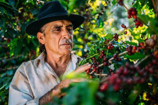 istock Latin man picking coffee beans on a sunny day. 1347068752