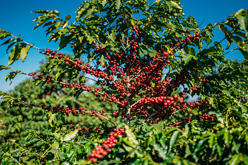 Coffee on the tree. Harvesting coffee. Brazil