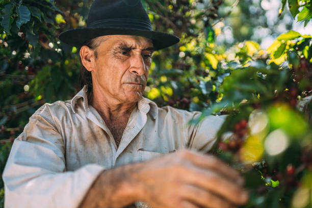istock Latin man picking coffee beans on a sunny day. 1347068757