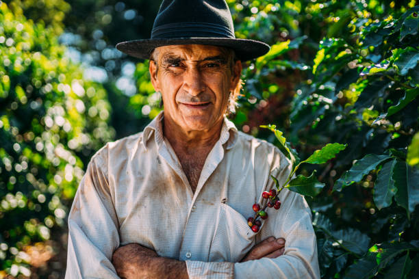 istock Latin man picking coffee beans on a sunny day. 1347068758