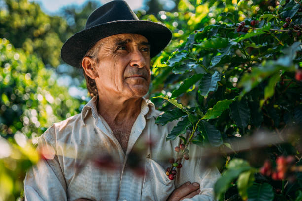 istock Latin man picking coffee beans on a sunny day. 1347068759