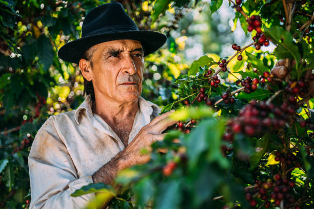 istock Latin man picking coffee beans on a sunny day. 1347068760