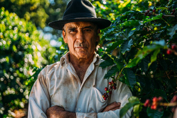 istock Latin man picking coffee beans on a sunny day. 1347068762