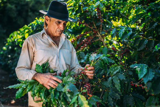 istock Latin man picking coffee beans on a sunny day. 1347068764