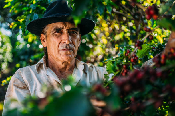 istock Latin man picking coffee beans on a sunny day. 1347068765