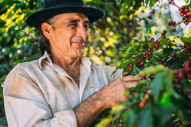 istock Latin man picking coffee beans on a sunny day. 1347068766