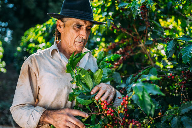 istock Latin man picking coffee beans on a sunny day. 1347068767
