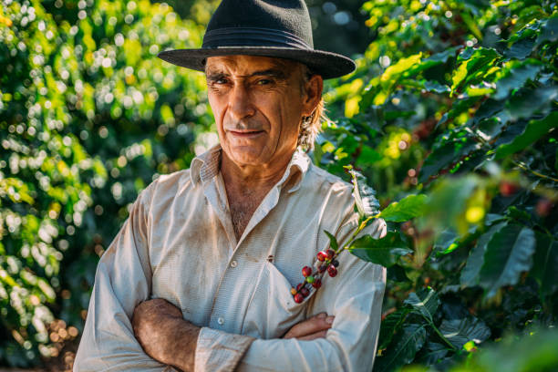 istock Latin man picking coffee beans on a sunny day. 1347068768