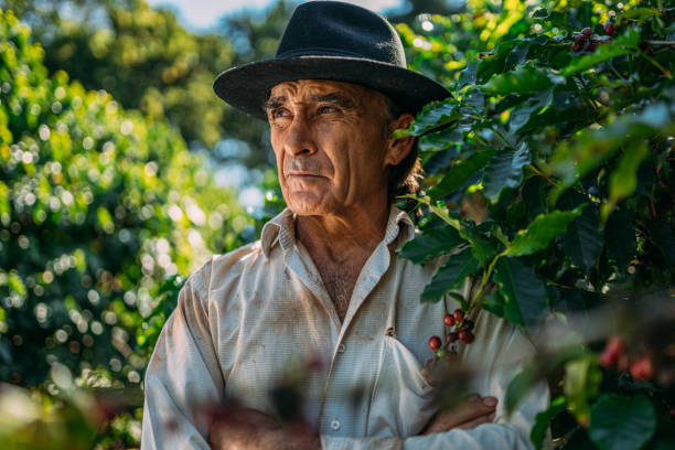 istock Latin man picking coffee beans on a sunny day. 1347068771