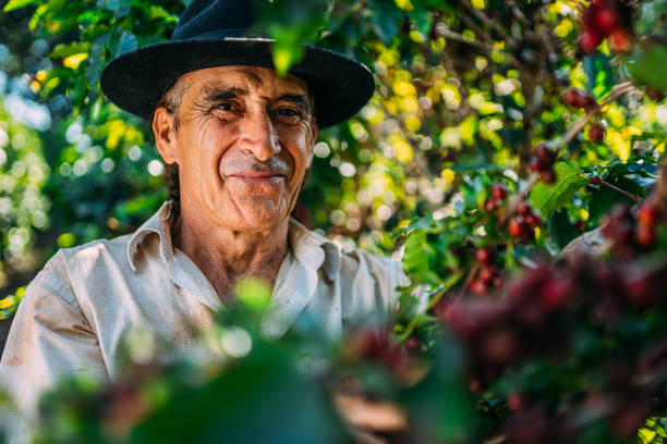 istock Latin man picking coffee beans on a sunny day. 1347068772