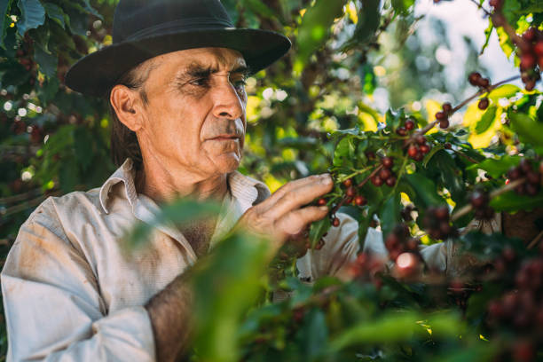 istock Latin man picking coffee beans on a sunny day. 1347068773