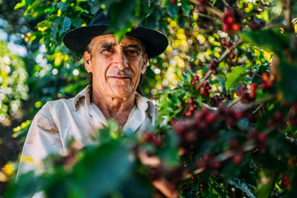 istock Latin man picking coffee beans on a sunny day. 1347068774
