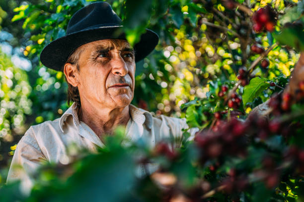 istock Latin man picking coffee beans on a sunny day. 1347068775