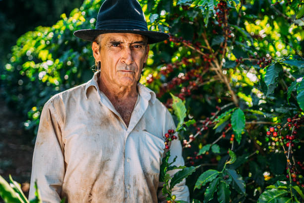 istock Latin man picking coffee beans on a sunny day. 1347068778
