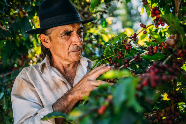 istock Latin man picking coffee beans on a sunny day. 1347068779