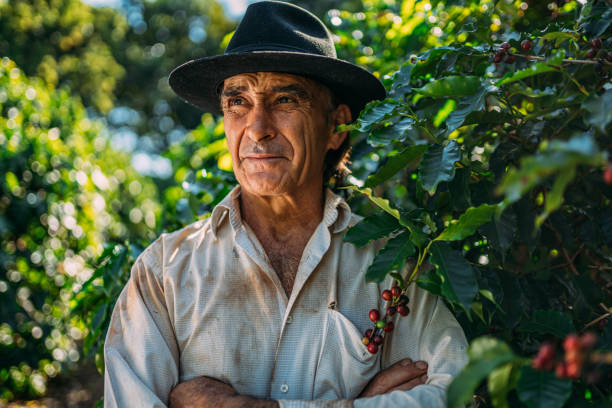 Latin man picking coffee beans on a sunny day.