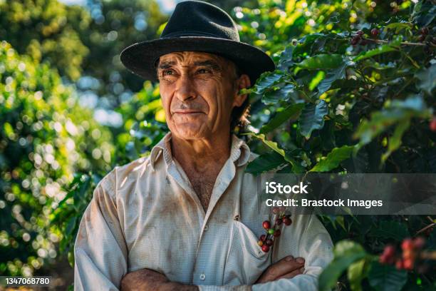 Latin Man Picking Coffee Beans On A Sunny Day Stock Photo - Download Image Now - Farmer, Agriculture, Coffee Crop
