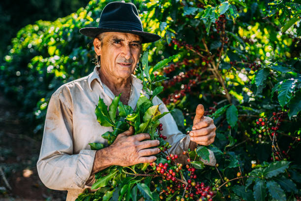 istock Latin man picking coffee beans on a sunny day. 1347068781