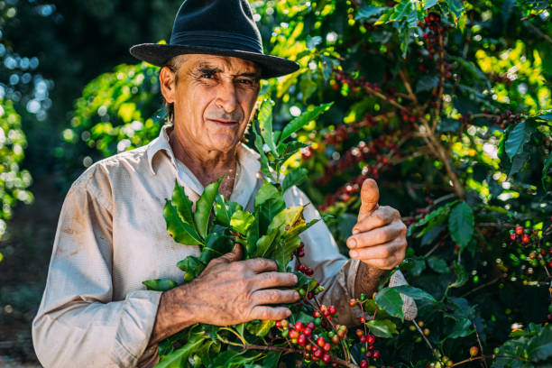 istock Latin man picking coffee beans on a sunny day. 1347068782