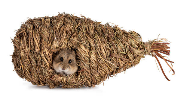 흰색 배경에 새 둥지에 햄스터 - hamster cage birdcage isolated 뉴스 사진 이미지