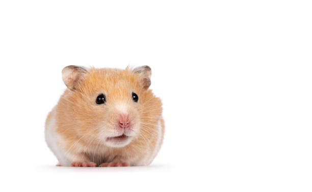 istock Golden hamster on white background 1347070088