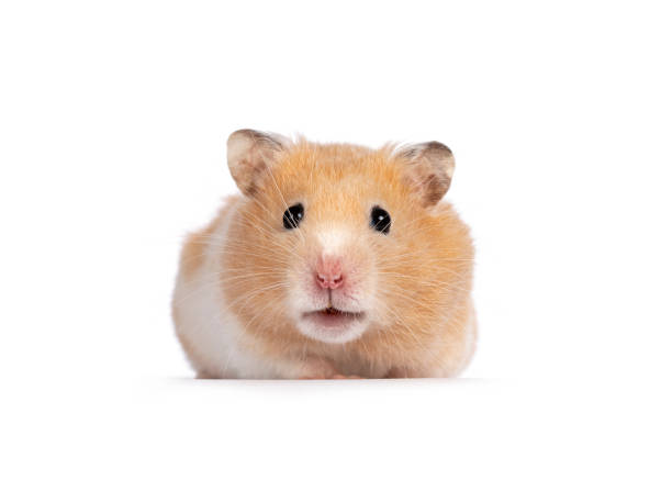 istock Golden hamster on white background 1347070115