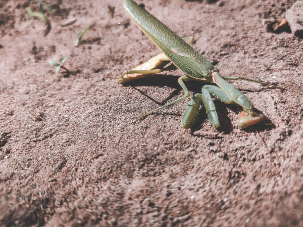 istock Grasshopper eating other insect 1347072238