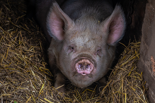 An adult pig lying in straw inside its pen