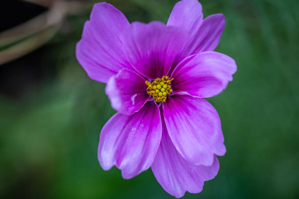 Red cosmos in macro