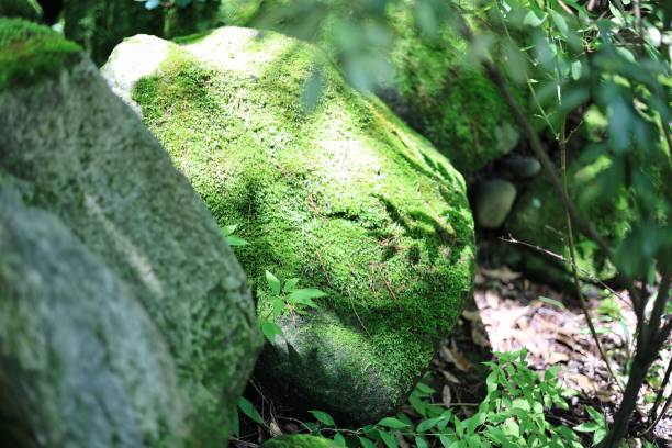 A large rock covered with moss pointed to by light stock photo