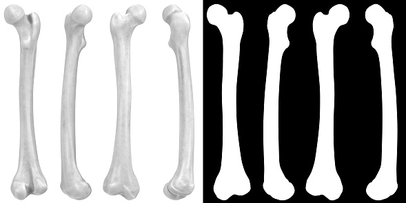 3D rendering illustration of human femur bones