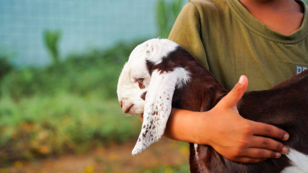 istock Young Indian boy holding the small goat with affection and smiling face 1347077841