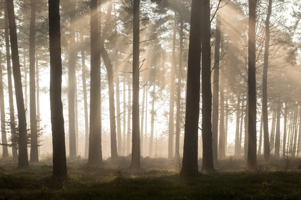 istock Cannock Chase, Staffordhire, England, UK 1347078601