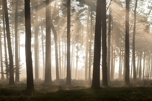 Wide angle view of a misty morning at Cannock Chase (Area of Outstanding Natural Beauty), Staffordshire, England, UK