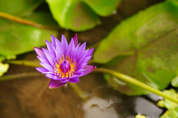 Closeup beautiful Pink lotus flowers and green leaf in pond