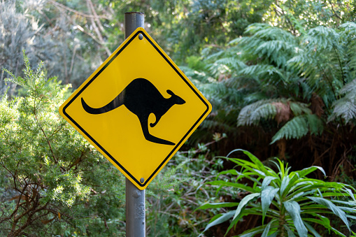 Kangaroo warning sign in a jungle