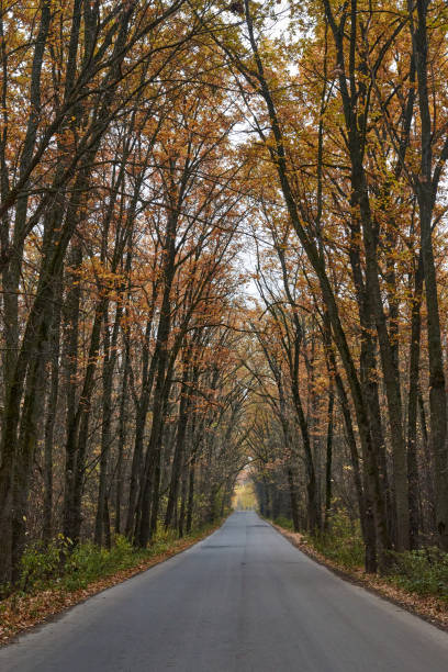 istock Asphalt road going through the autumn forest 1347079286
