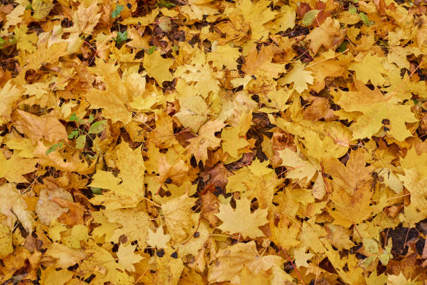 istock Maple yellow leaves in the autumn sunny forest 1347080013