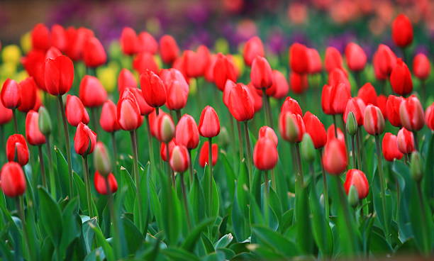 Red Tulips stock photo