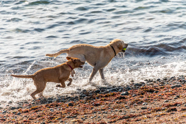 Labrador dogs playing in the sea by the beach