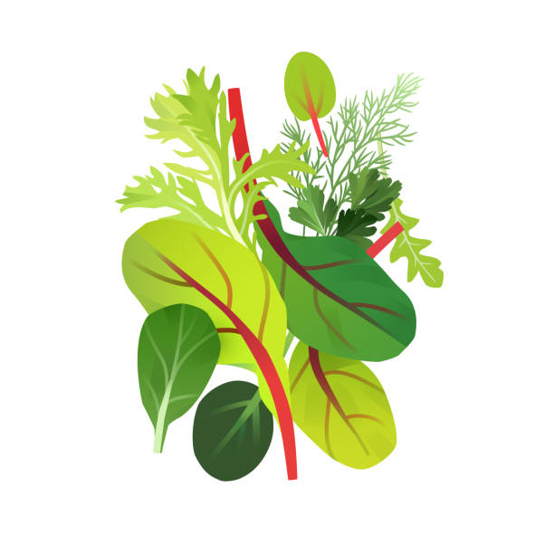 ilustraciones, imágenes clip art, dibujos animados e iconos de stock de ilustración de verduras de hoja verde - arugula salad plant leaf