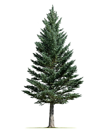 A spruce tree isolated on a white background.