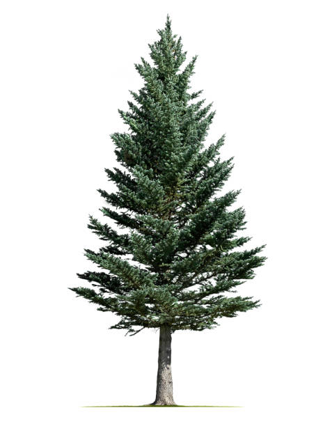 Spruce Tree On White Background stock photo