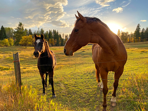 Two horses look over a barbed wire fence as the sun sets behind them on a golden afternoon in Big Fork, Montana.