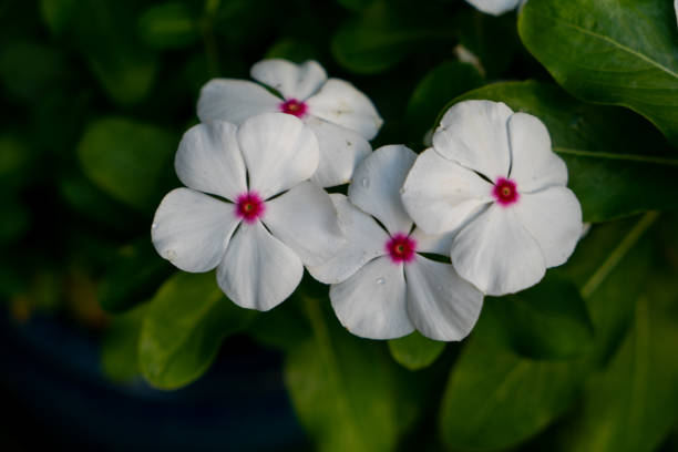 istock Macro White flowers with pink center 1347081392