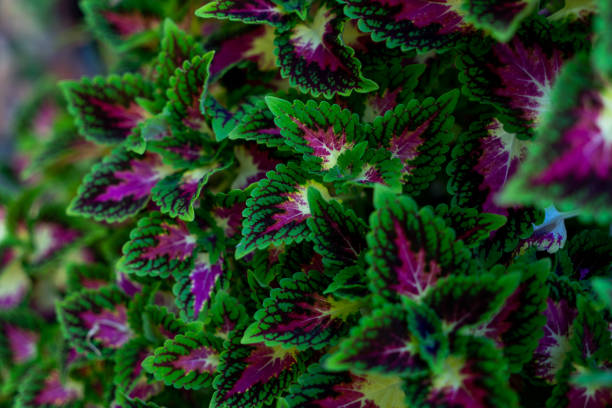 istock Coleus Floral Plants Pouring Down 1347081437