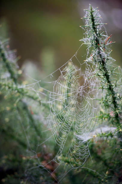 massa di ragnatele nella foresta e nei boschi, surrey, inghilterra, regno unito - spider web natural pattern dew drop foto e immagini stock