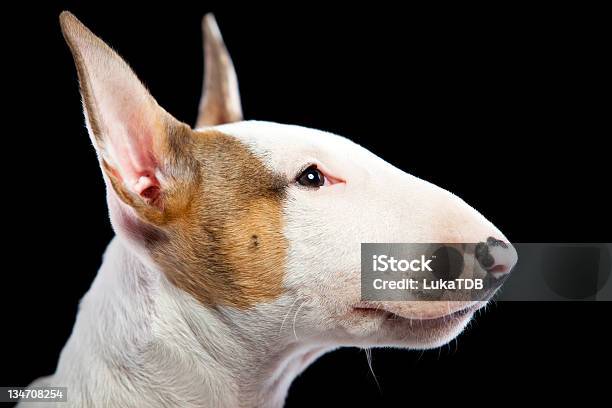 Foto de Bull Terrier e mais fotos de stock de Bull Terrier - Bull Terrier, Animal, Animal de estimação