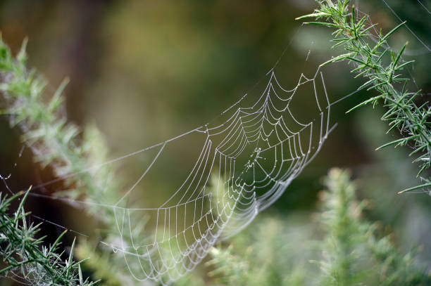 telaraña en gorse en el bosque y el bosque, surrey, inglaterra, reino unido - glade england autumn forest fotografías e imágenes de stock